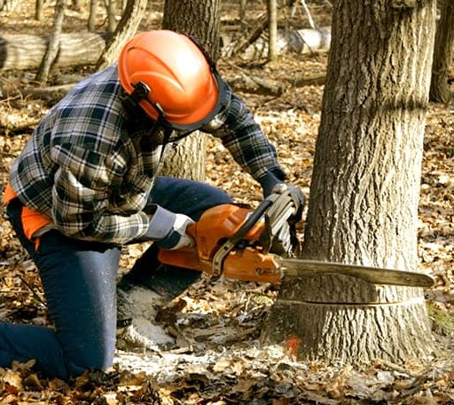 Tree Removal in Naples, ME
